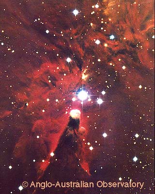 NGC 2264 vu par l'AAT